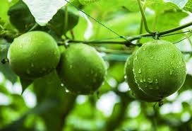 Monk fruit sweetener comes from…monk fruit. Where Does Monk Fruit Grows Quora