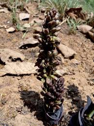 Image result for Chlorophytum calyptrocarpum