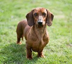 Want to buy a puppy? Dachshund Min Smooth Haired Breeds A Z Kennel Club