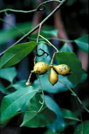 Image result for Artabotrys