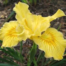 We did not find results for: Top 25 Most Beautiful Yellow Flowers