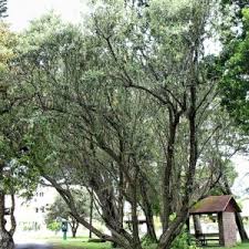 Image result for Tarchonanthus trilobus