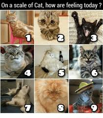On A Scale Of Cat How Are Feeling Today 4 5 8 Today Meme On Me Me Cats Cat Memes Cute Animals