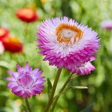 The leaf, plant shape and fruit are amazingly varied. Helichrysum Seed Rose Helichrysum Strawflower Seeds