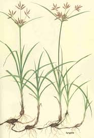 Image result for cỏ cú