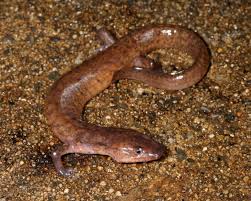 Image result for Glinus bainesii