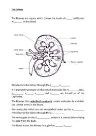 Image result for Nephrology Worksheets