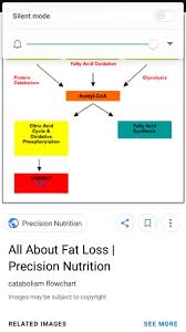 flow chart for importance of nutrition in exercise brainly in