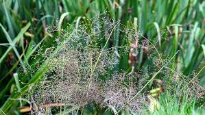 Plant foliage can act like an umbrella and actually prevent water from reaching the soil. Water Plants With A Lot Stock Footage Video 100 Royalty Free 7411633 Shutterstock