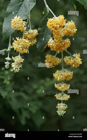 Image result for Buddleja madagascariensis