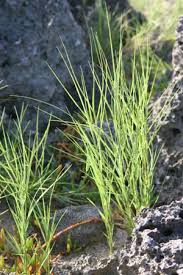 Image result for Sporobolus albicans