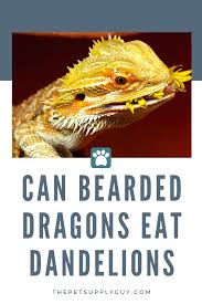 Can Bearded Dragons Eat Dandelions The Pet Supply Guy Bearded Dragon Bearded Dragon Care Reptile Care