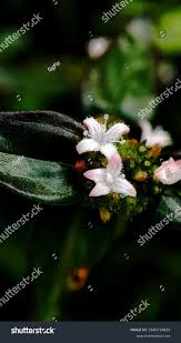 Image result for Spermacoce annua