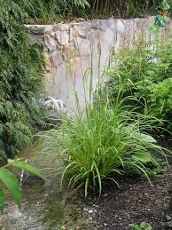 Riesen Segge Carex Pendula Teichpflanzen Vorgarten Pflanzen