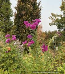 Image result for Vernonia myriantha