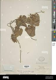 Image result for Nymphoides brevipedicellata