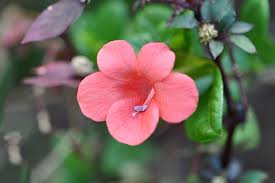 Image result for Barleria rigida