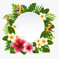 Hawaiian flowers that start with p. Frangipani Clipart Wreath Hawaiian Flower Frame Png Transparent Png Kindpng
