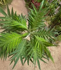 Image result for Bocconia arborea