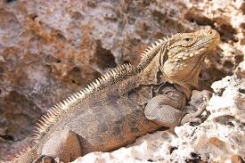 In this post, we will answer these questions and will discuss pros and cons of keeping green iguanas are pets with long lifespan. Cyclura Nubila Wikipedia