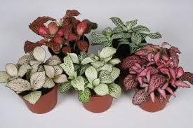 We did not find results for: Easy Flowers To Grow Indoors A Useful Guide For Indoor Gardening