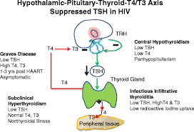 Hiv And Thyroid Dysfunction Springerlink
