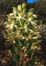 Image result for Bonatea antennifera