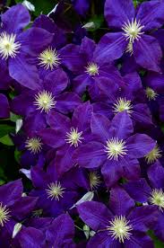 Check spelling or type a new query. Clematis Purple Garden Love Flowers Beautiful Flowers