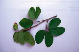 Image result for Pithecellobium