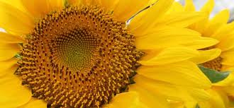 St Louis Startup Seeks To Avoid Rubber Apocalypse With Sunflowers Stlpr