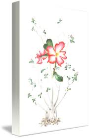 Adenium Obesum By Penrith Goff Adenium Plant Painting Plant Drawing