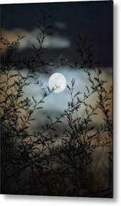 Full Moon Through Mesquite Branches Metal Print By Teresa Wilson Fine Art America Fine Art Beautiful Wall Art