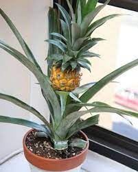 Pottery Post Blog How To Grown A Pineapple Bush In A Garden Pot Indoors Read More Plants Pineapple Planting Growing Pineapple