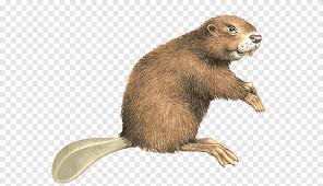 Ihr braucht ein png bild/logo ohne hintergrund für briefköpfe,webseite usw. Computer Datei Des Nordasiatischen Bibers Des Eurasischen Bibers Beaver Tier Tiere Png Pngegg
