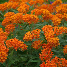 Image result for Asclepias albens