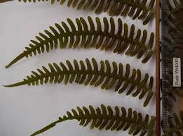 Image result for Pteris tripartita