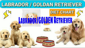 Labrador Diet Chart Golden Retriever Diet Plan In Hind Dog Diet Plan
