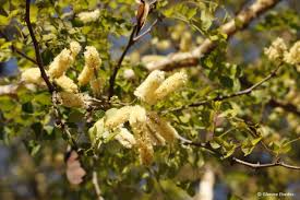 Image result for Acacia nigrescens