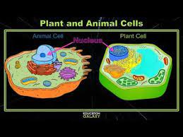 Animal cell vs plant cell 5th grade. 5th Grade Ga Science Plant And Animal Cells Topic Overview Youtube