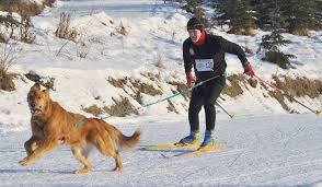 To the dogs — Ski event shines