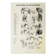 Poster Evolution Of Elephant