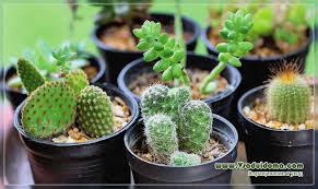 ¿quieres saber cuáles son los cactus de crecimiento más rápido? Cactus Epifitos Trasplante De Cuidados Y Especies De Epifitas Un Sitio Sobre Un Jardin Una Residencia De Verano Y Plantas De Interior