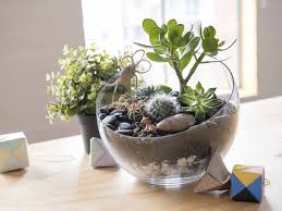 How to build a terrarium. How To Make A Terraarium Begginers Ultimate Guide Realestate Com Au
