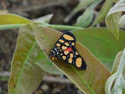 Image result for Chassalia umbraticola