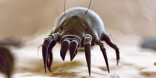 Image result for Dust mite