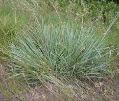 Image result for Enneapogon scoparius