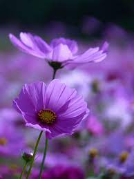 P1840269 Cosmos Flowers Flowers Photography Beautiful Flowers