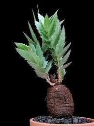 Image result for Cyphostemma