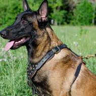 The cheapest offer starts at £150. Belgian Shepherd Malinois