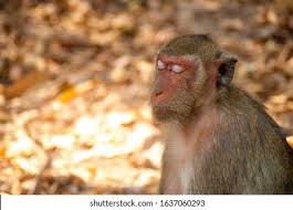 Eyes Closed Monkey Images Stock Photos Vectors Shutterstock